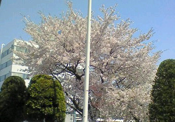 桜吹雪