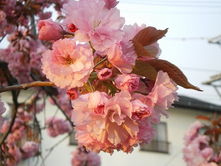 八重桜とみつ〜る。