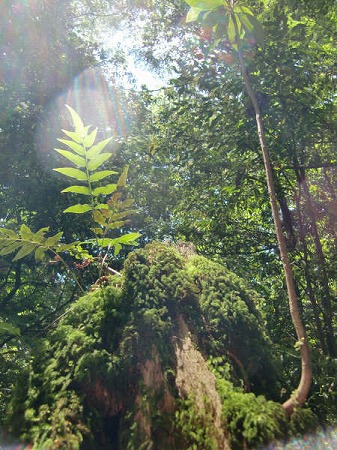夏。