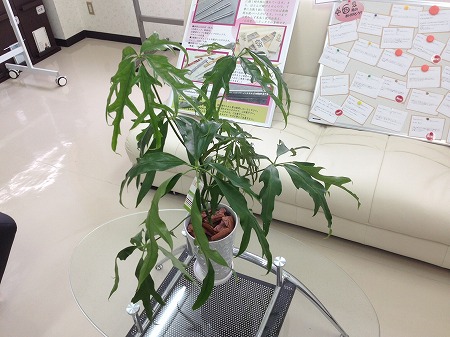 14日は…