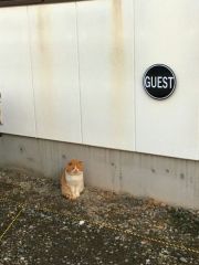 まねきねこ